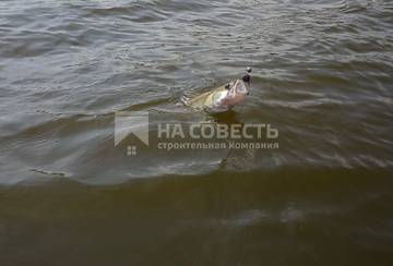 Команда 